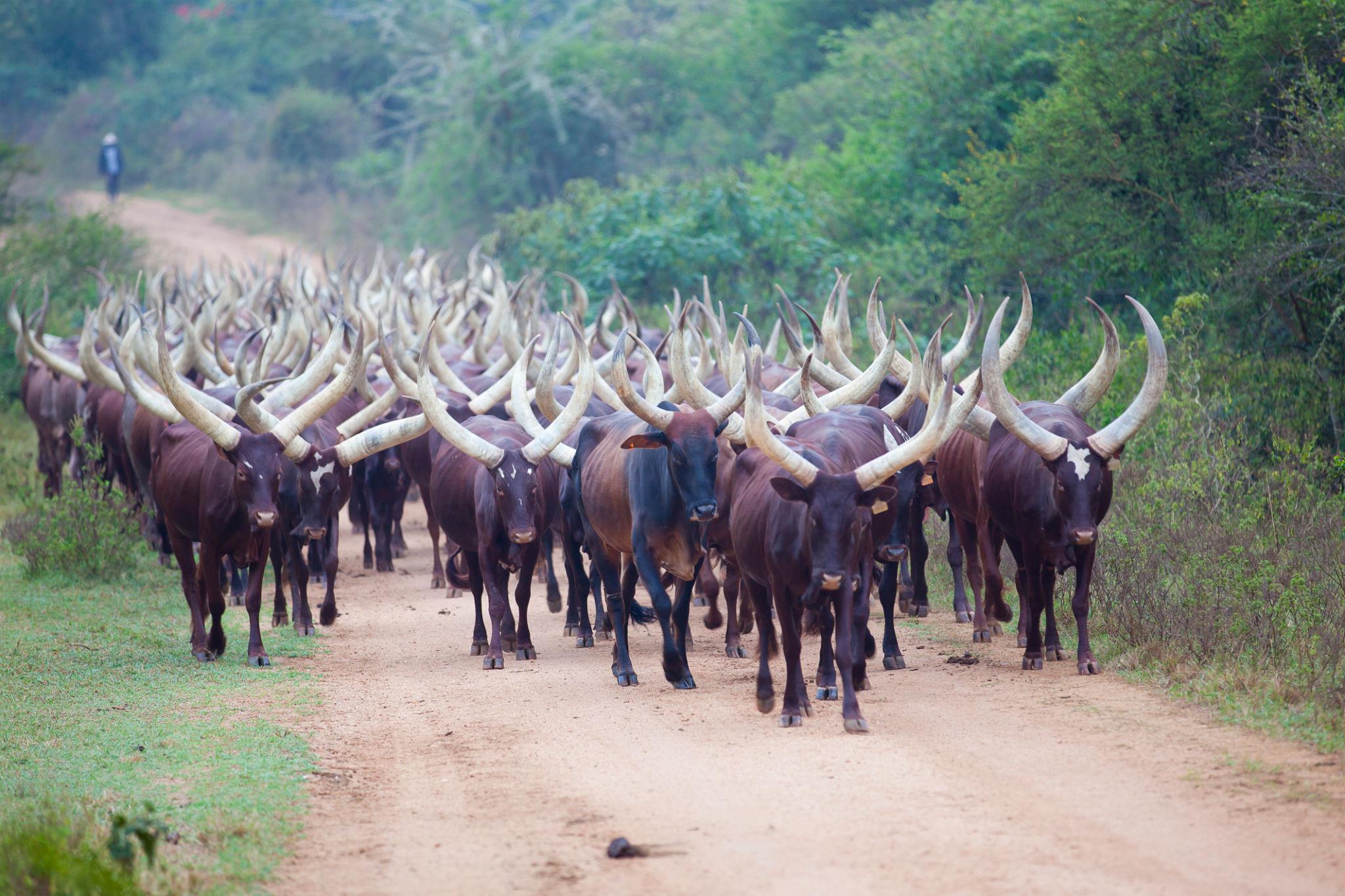10-DAY ANKOLE CULTURAL EXPERIENCE IN UGANDA 